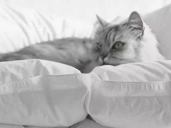 Bed Cover Buying Guides The White Company Uk