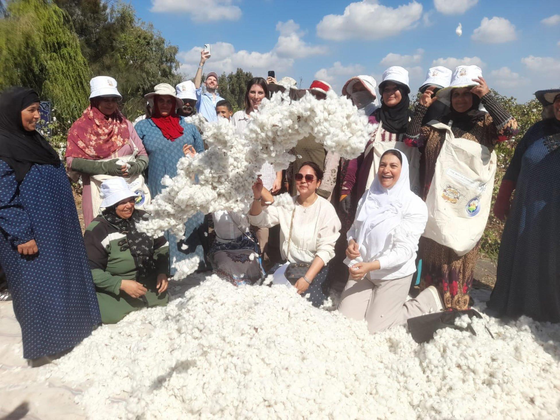 notes from the cotton field