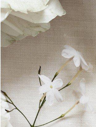 a close up of a white flower with a stem and leaves