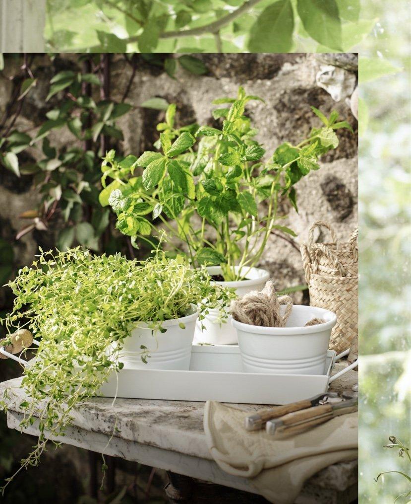 shop bloomsbury herb pots with tray