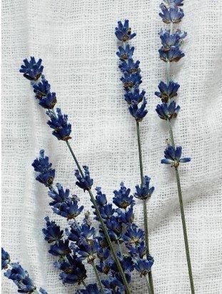 a bunch of blue flowers on a white cloth on a table