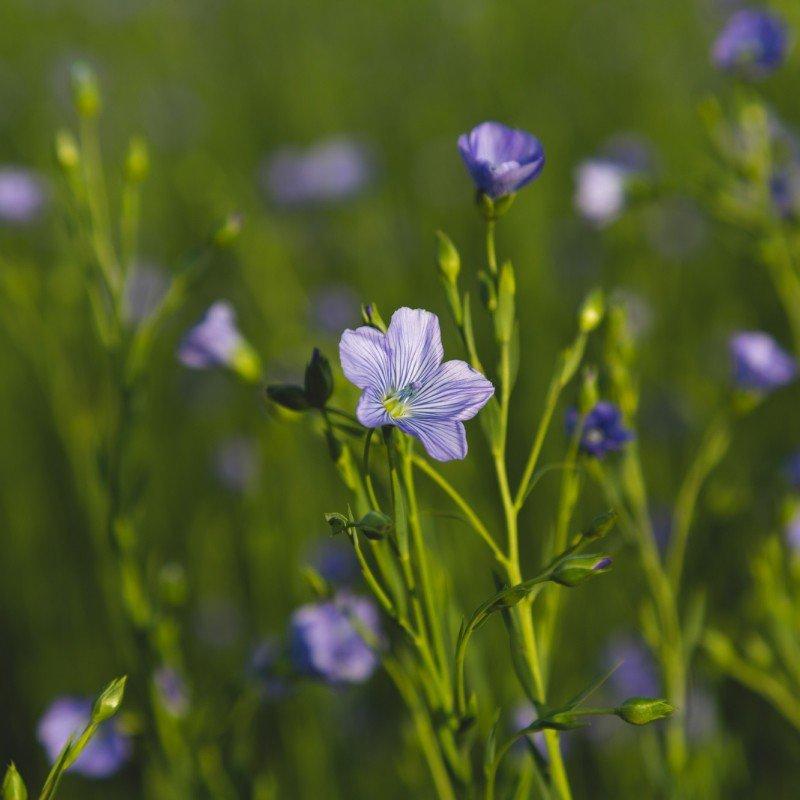 a field of blue flowers with green grass in the background