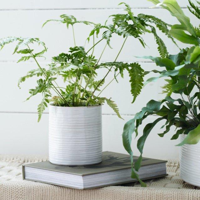 shop white ribbed stoneware planter small