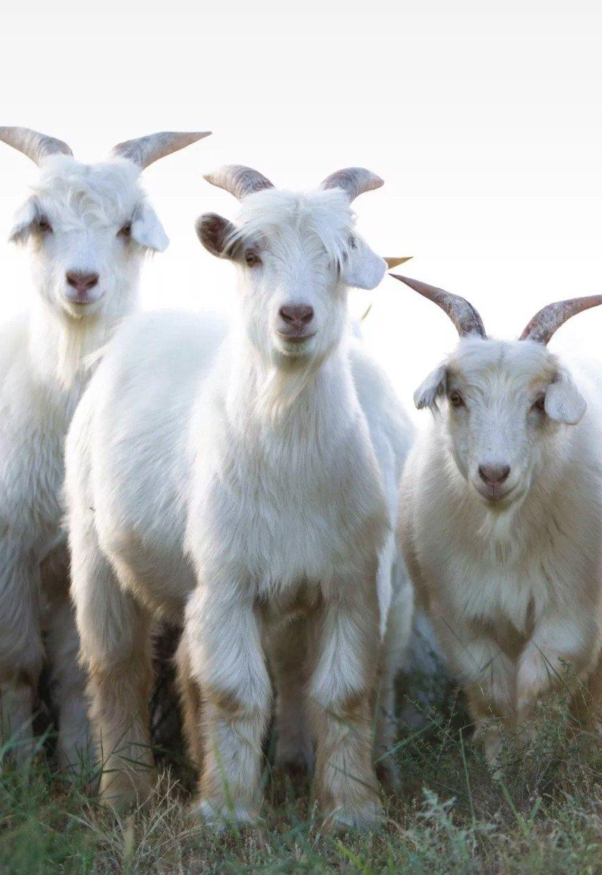 five-pillars-goat-group