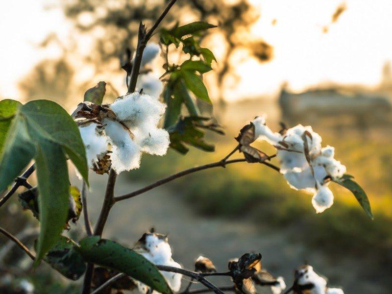 a close up of a cotton plant with a tree in the background