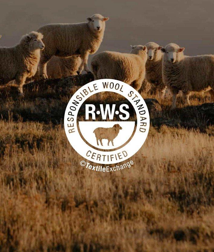a group of sheep standing in a field with a sign that says "wool"