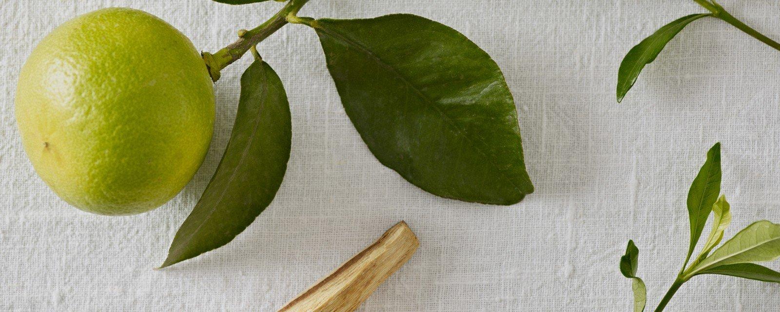 a green leaf and a wooden spoon on a white table