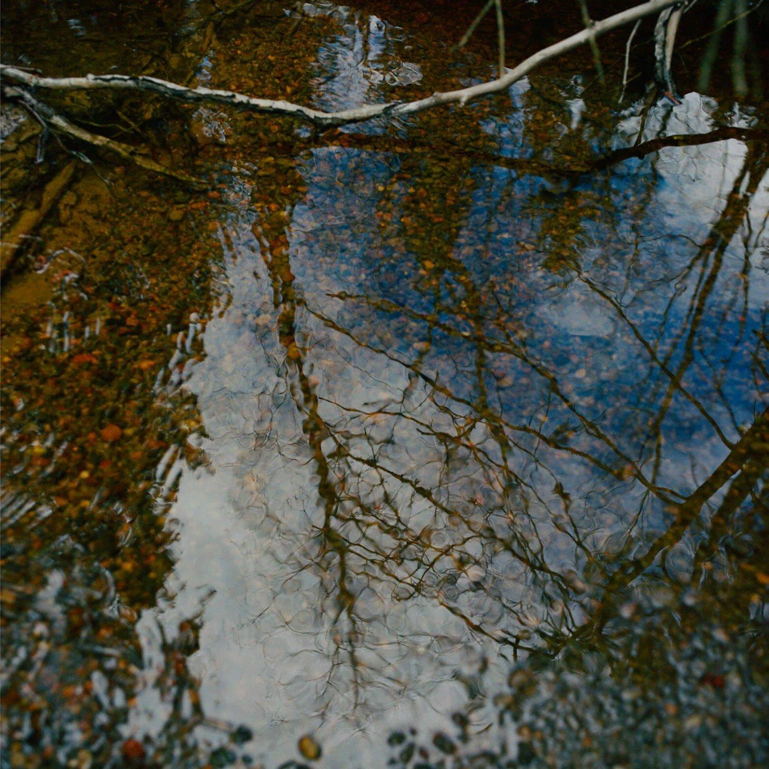 a bird is reflected in the water of a pond