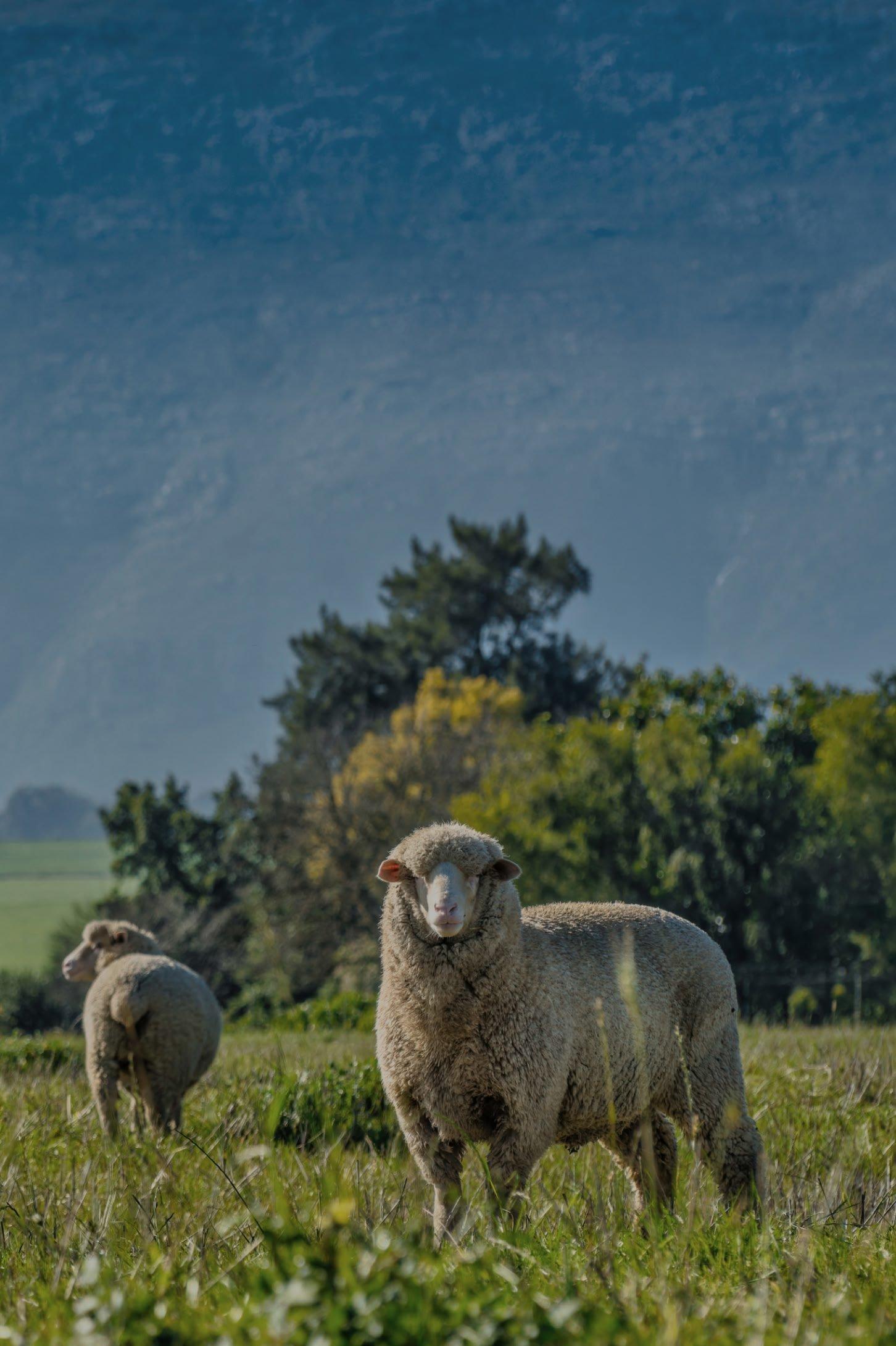a woman in red headscarf picking cotton in a field