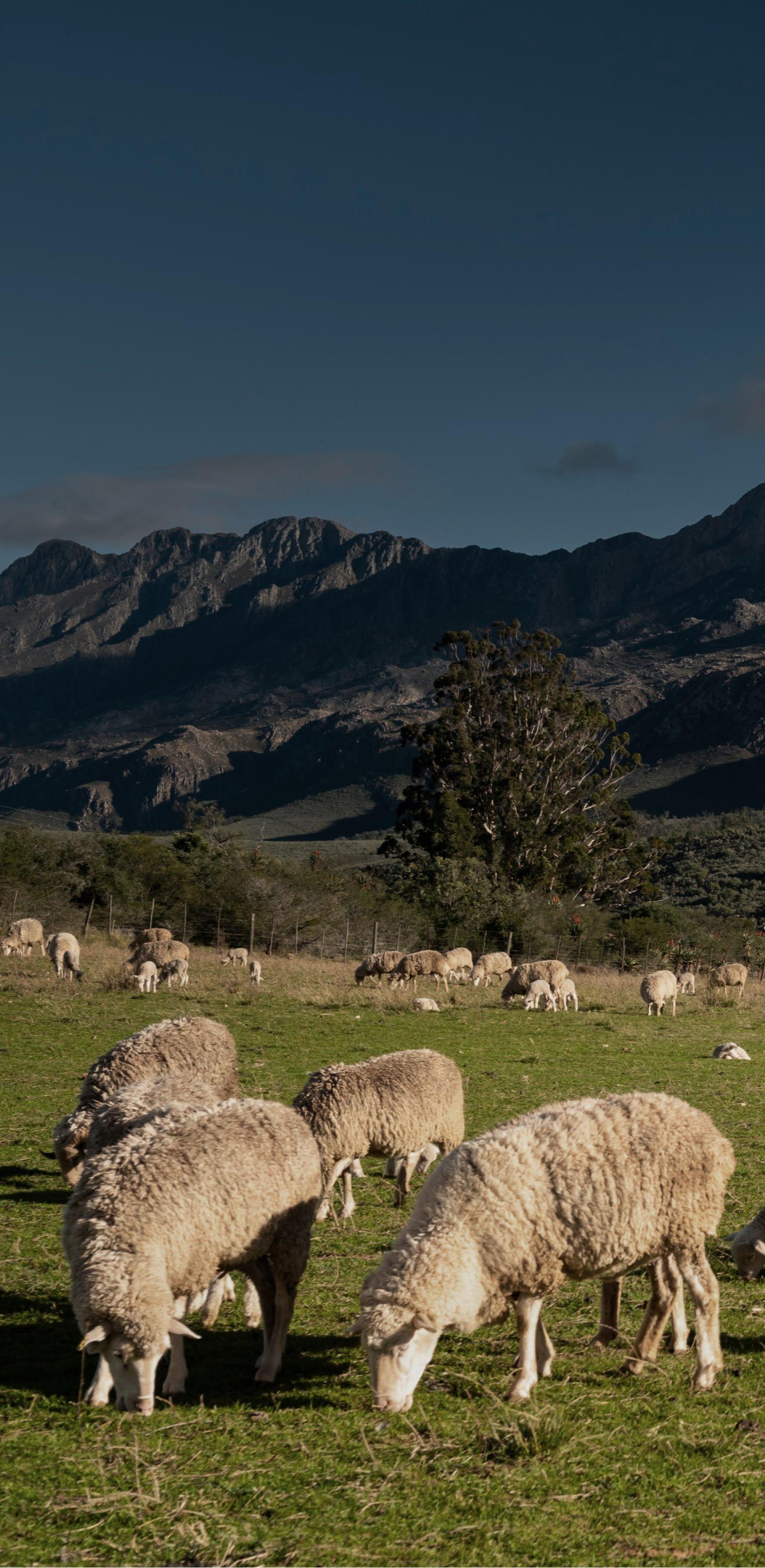 responsible wool standard