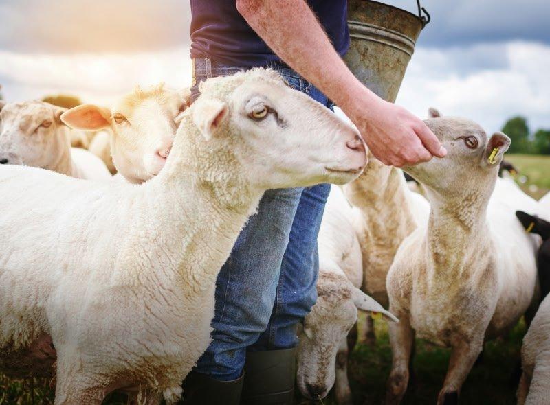 responsible wool standard