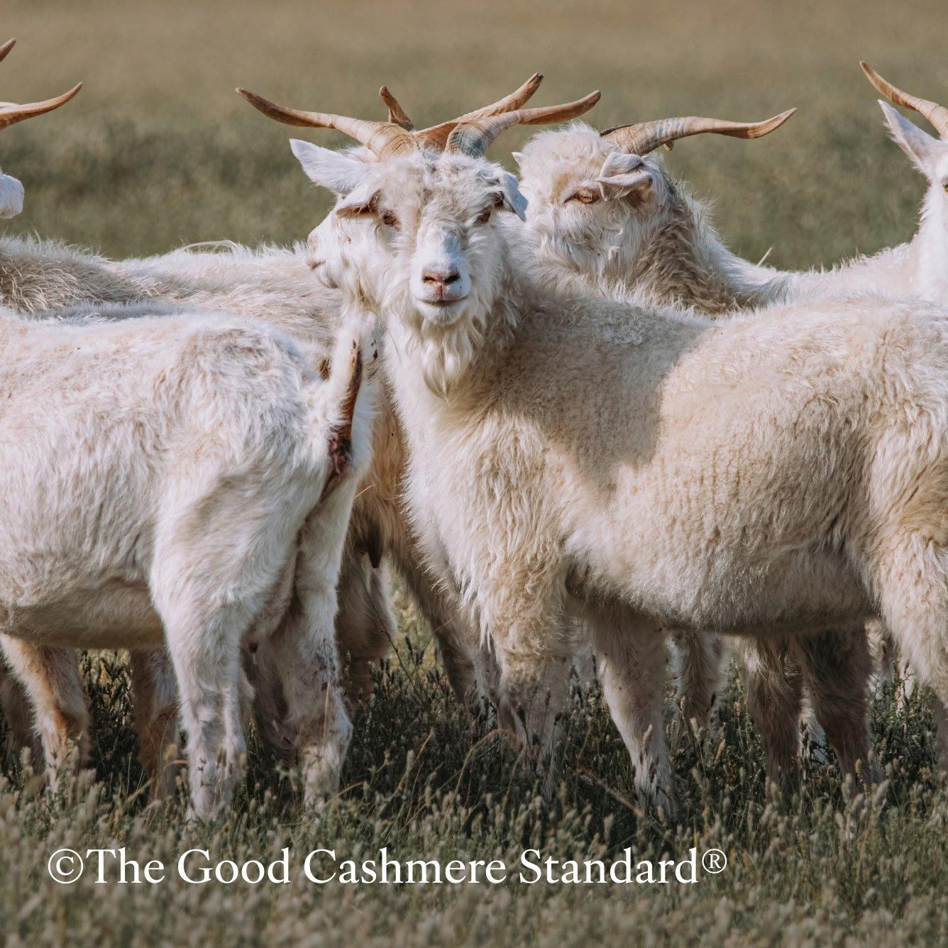 good cashmere standard