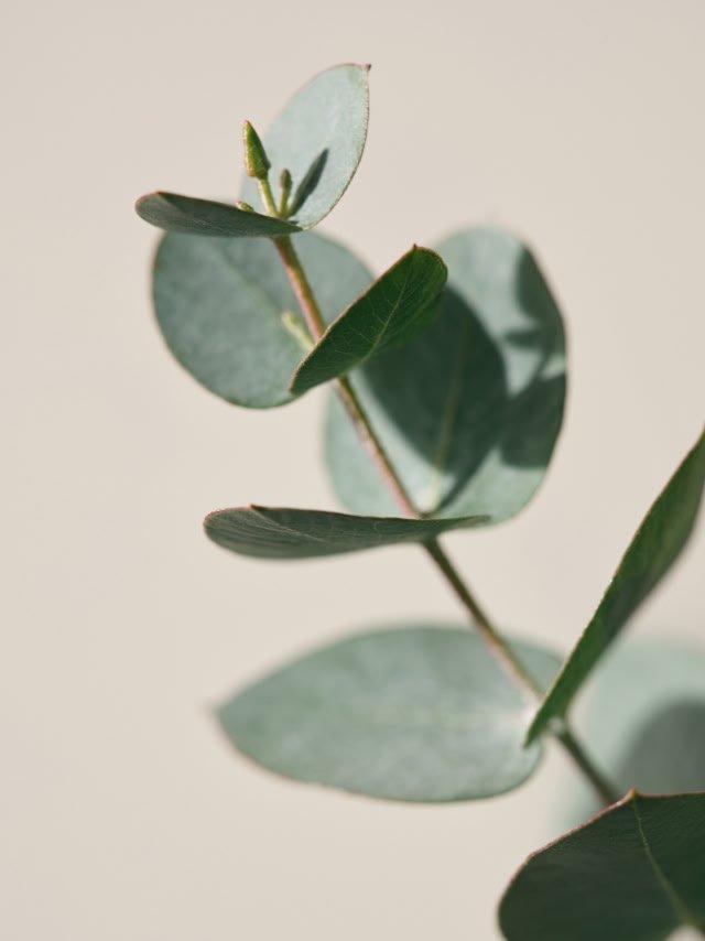 a close up of a plant with leaves and a stem