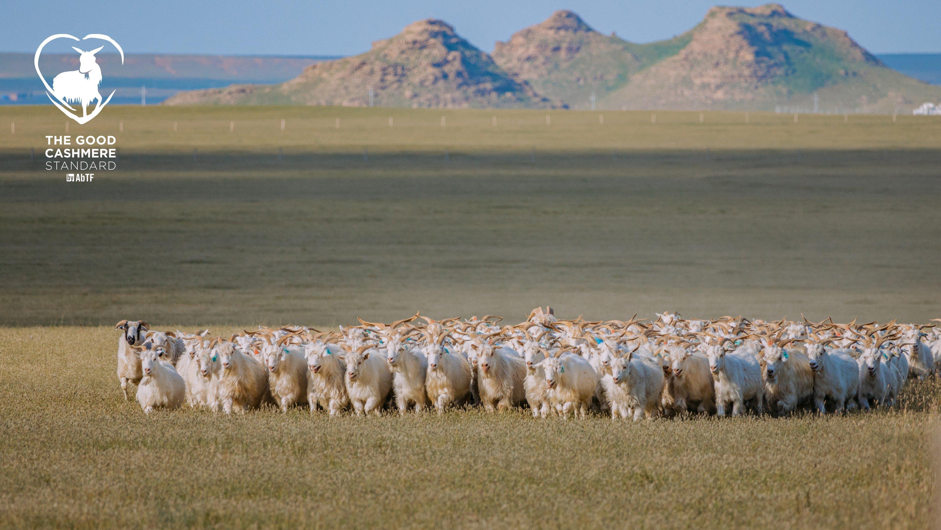 good cashmere standard