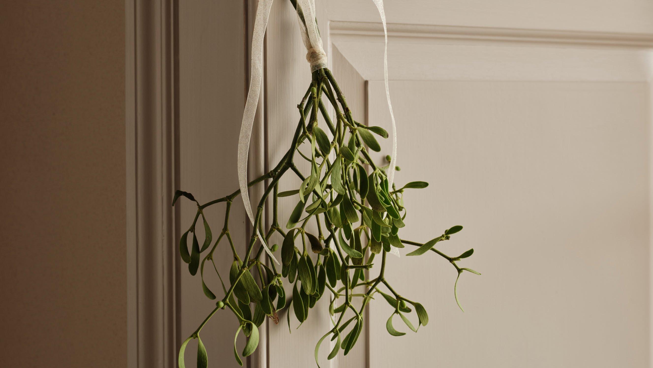 Mistletoe