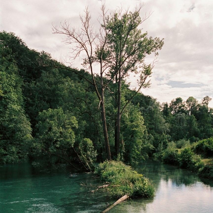 a river with a tree in the middle of it