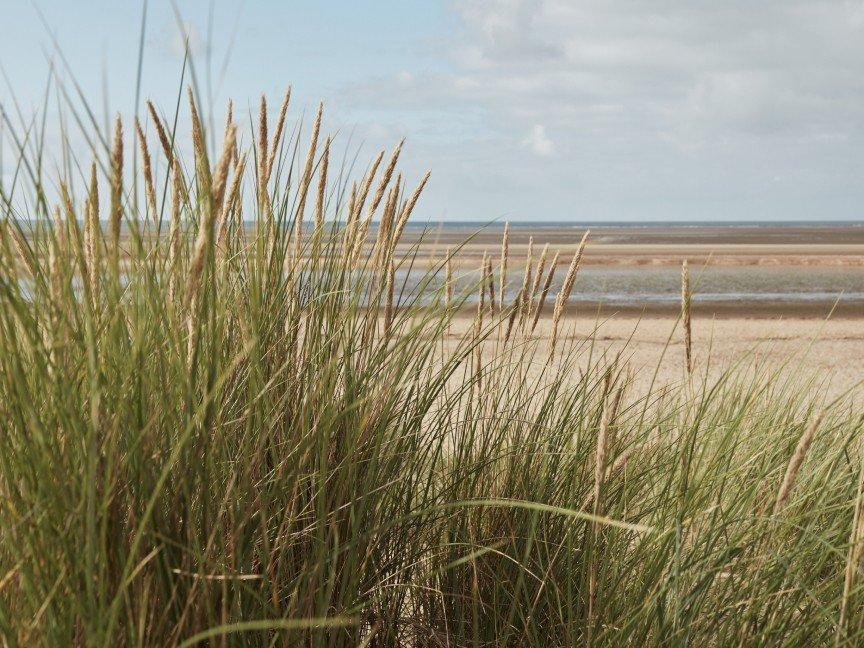 a close up of a grassy area with a beach in the background