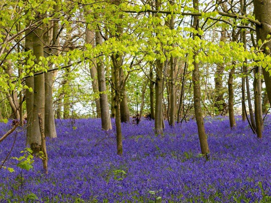 a field of blue flowers in the woods with trees