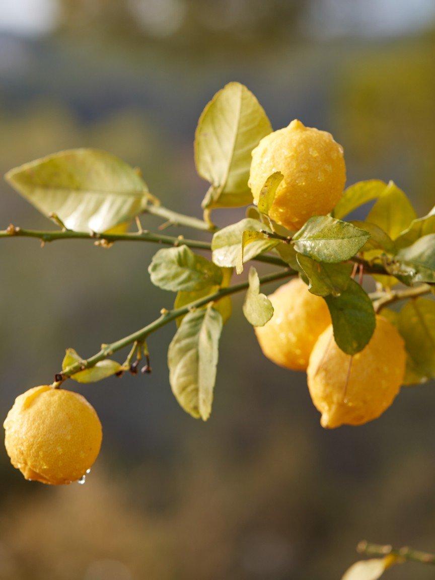 a close up of a tree with a bunch of lemons on it