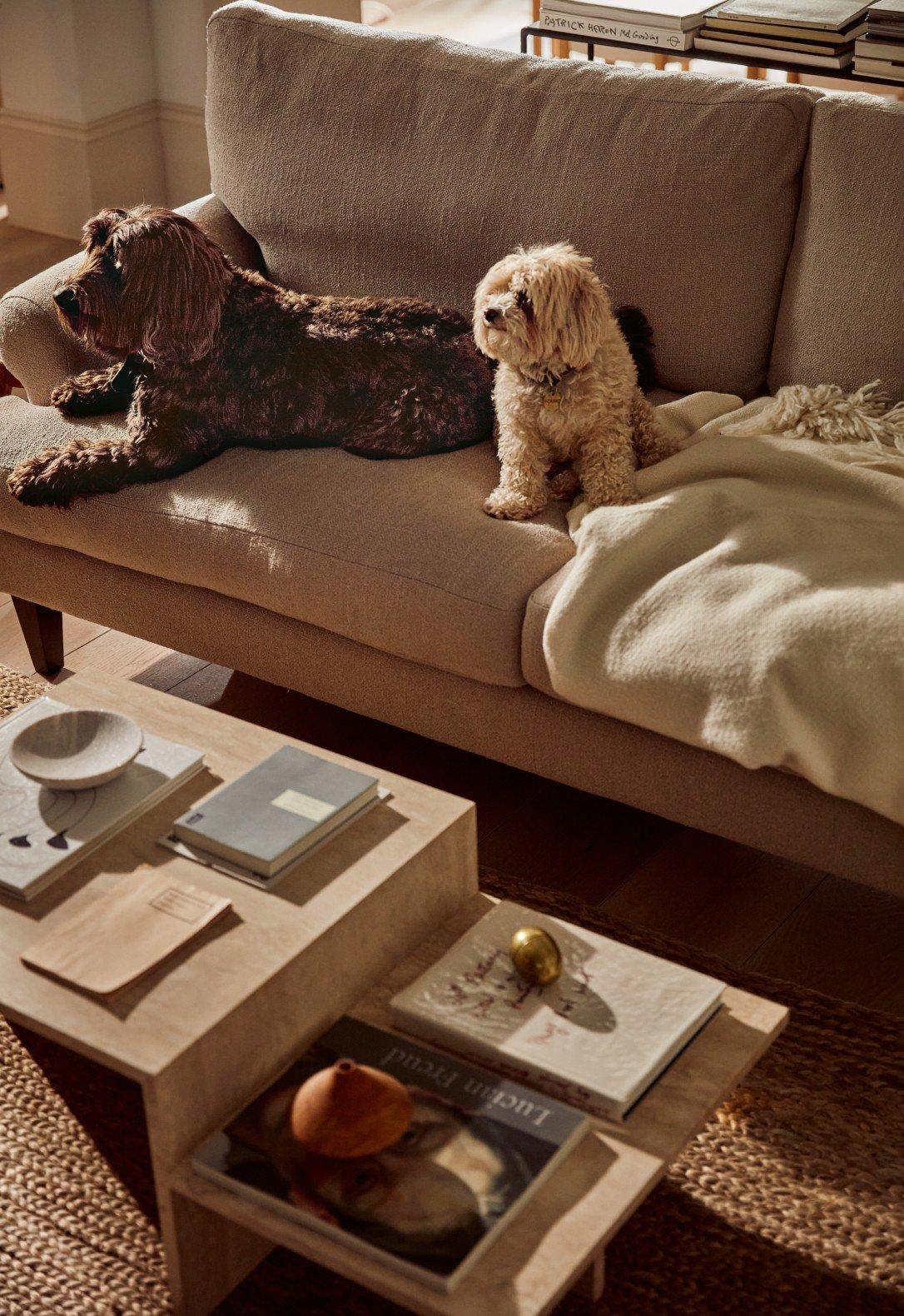 two dogs are sitting on a couch in front of a coffee table