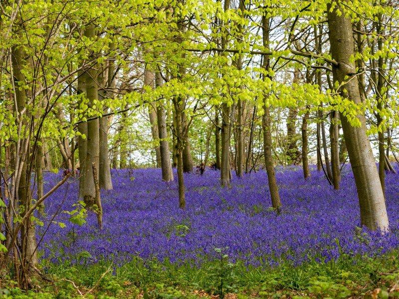 a field of blue flowers in the woods surrounded by trees