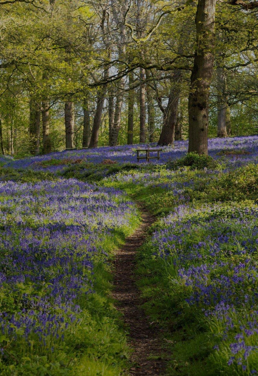 a path through a forest of blue flowers with a bench