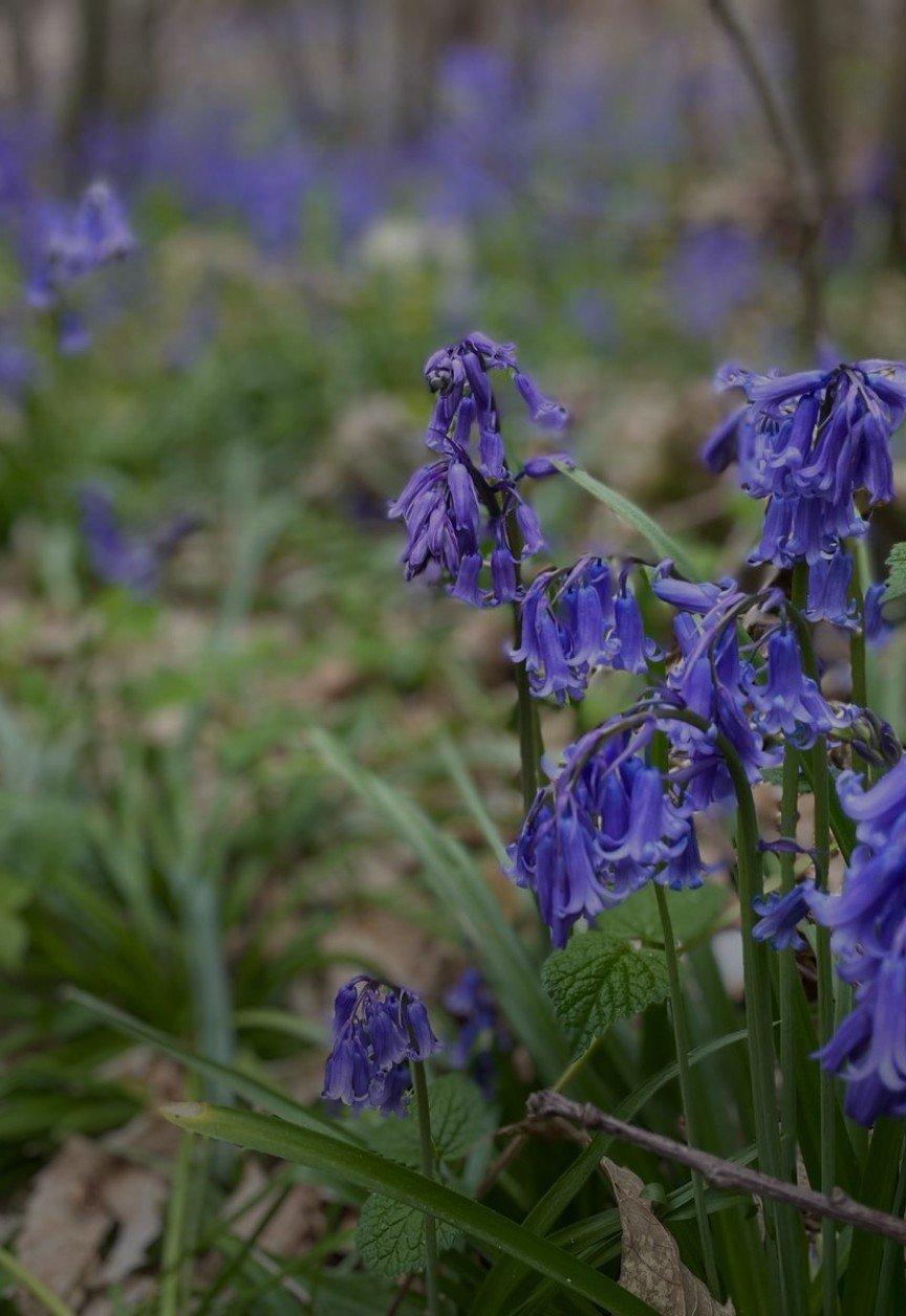 a close up of a bunch of blue flowers in the woods