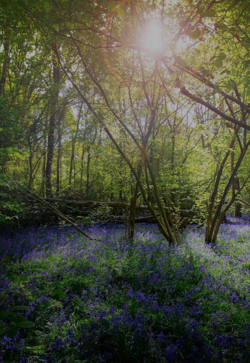 a bench is sitting in the middle of a forest with trees