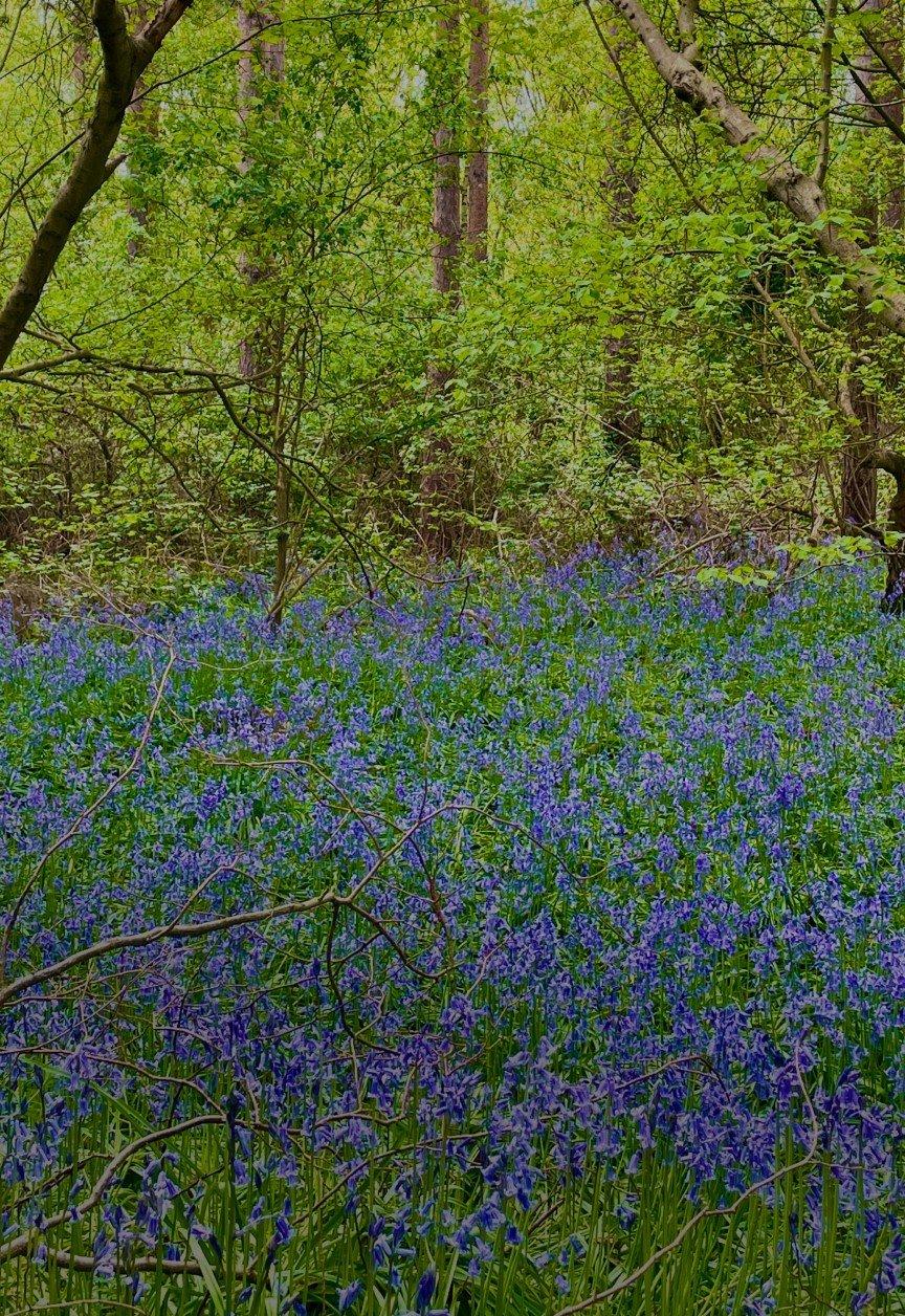 a field of blue flowers with a bench in the middle