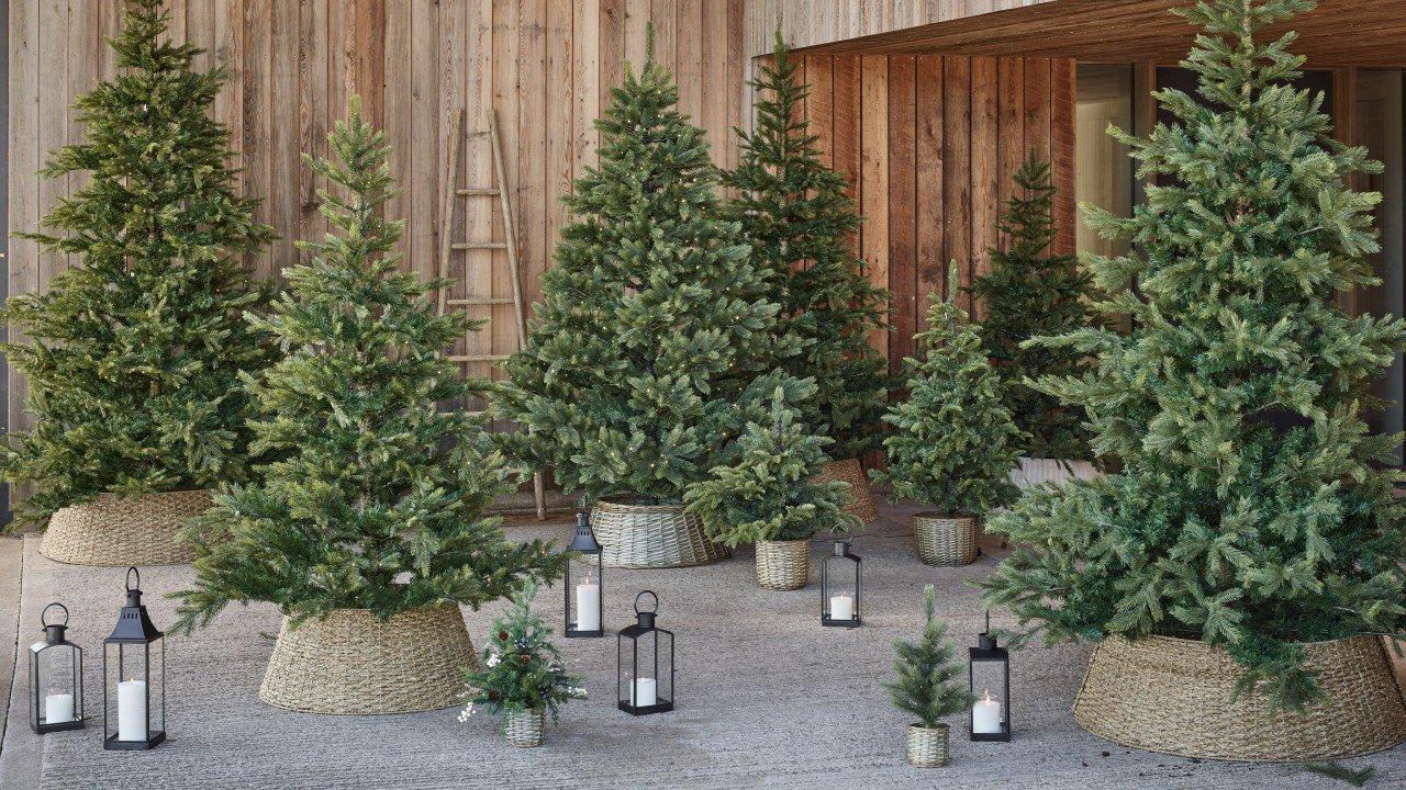 a group of small christmas trees are sitting in pots