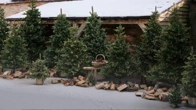 a group of small trees are in pots on a wooden deck
