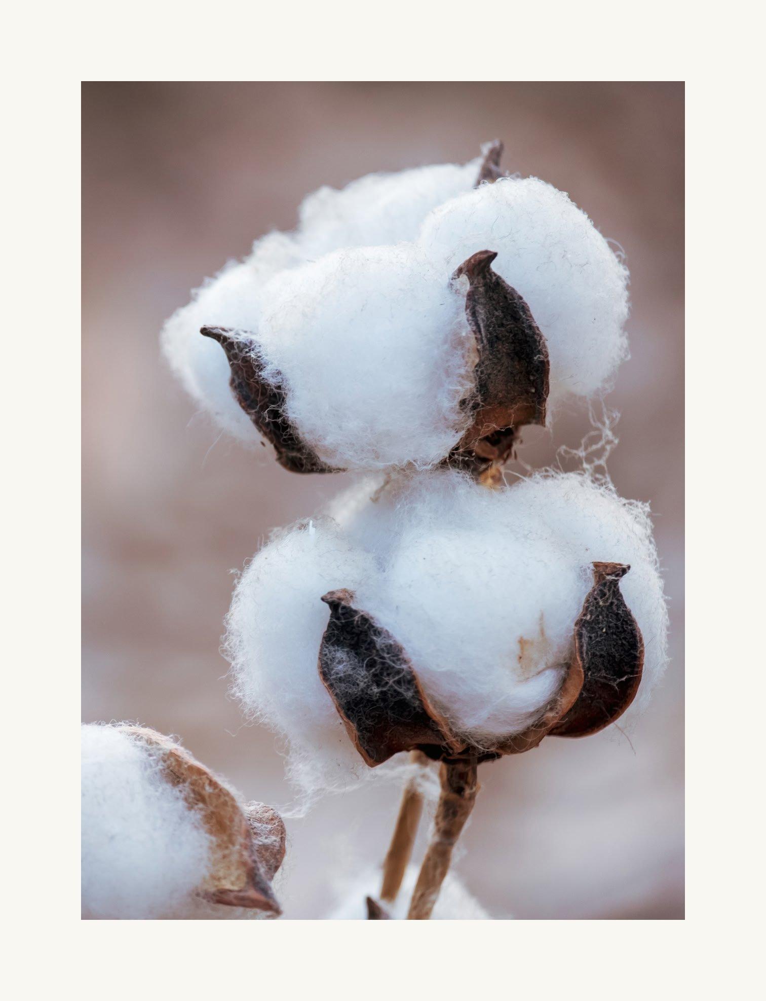 cotton plant
