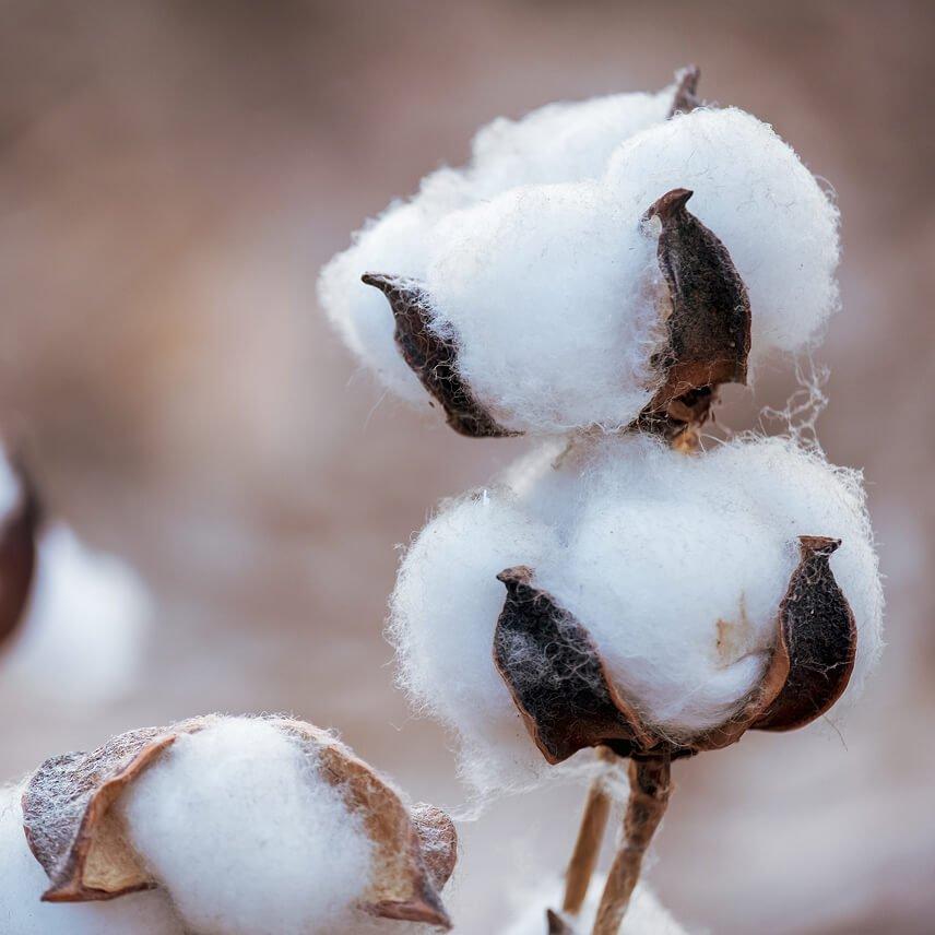 a close up of a bunch of cotton plants with seeds