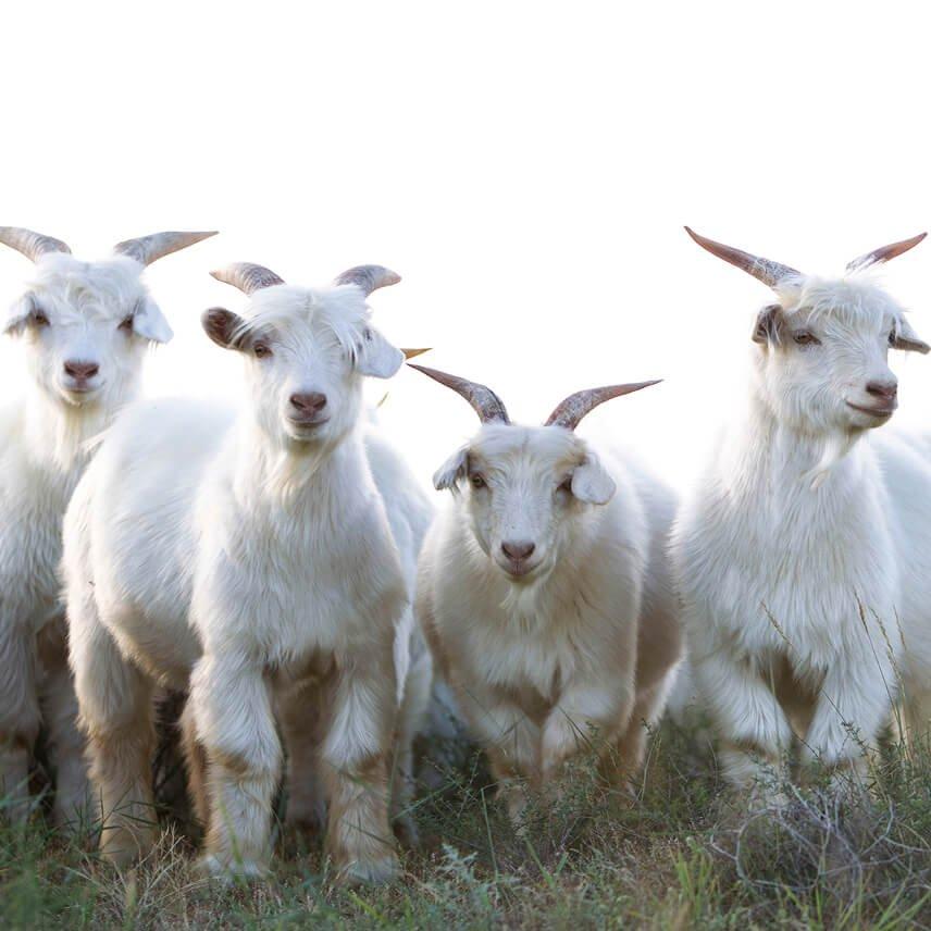 a group of a group of goats standing in a field
