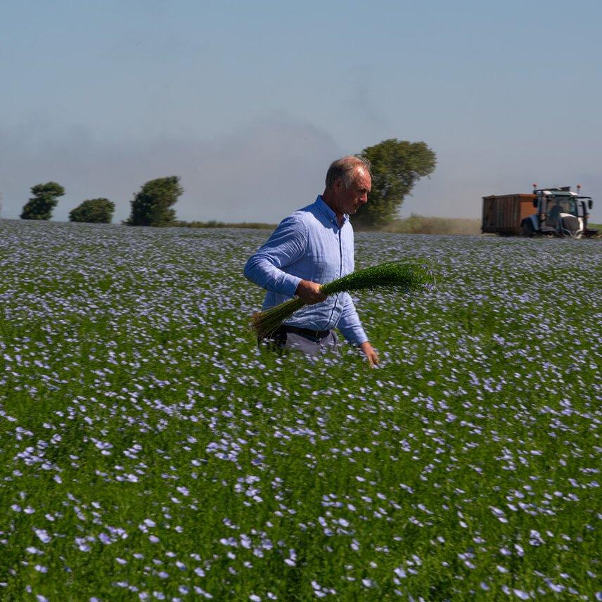 a close up of a bunch of cotton plants with seeds