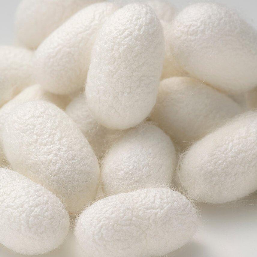 a close up of a bunch of cotton plants with seeds