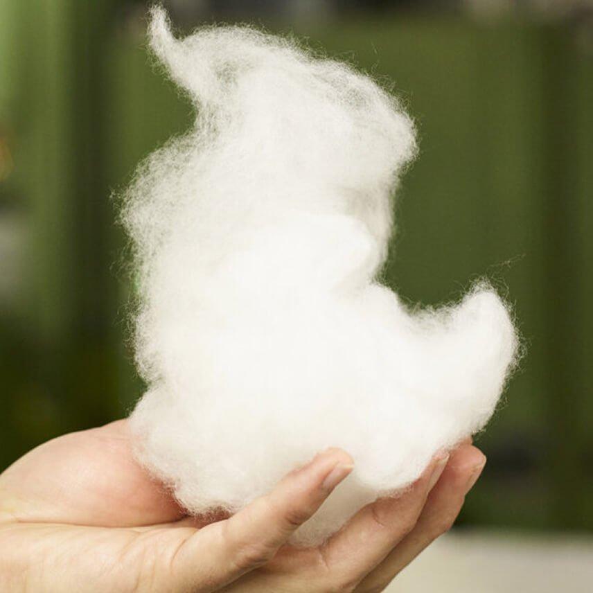 a close up of a bunch of cotton plants with seeds