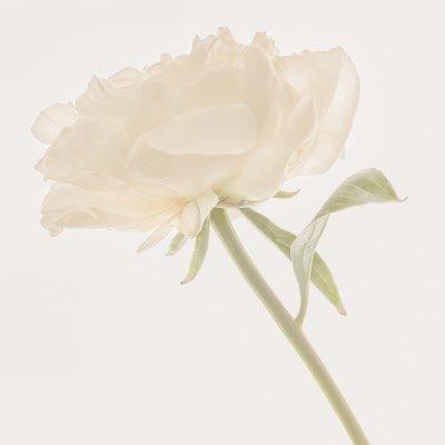 a white flower with a stem and leaves on a white background