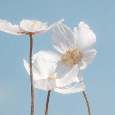 a group of white flowers with yellow stalks against a blue sky