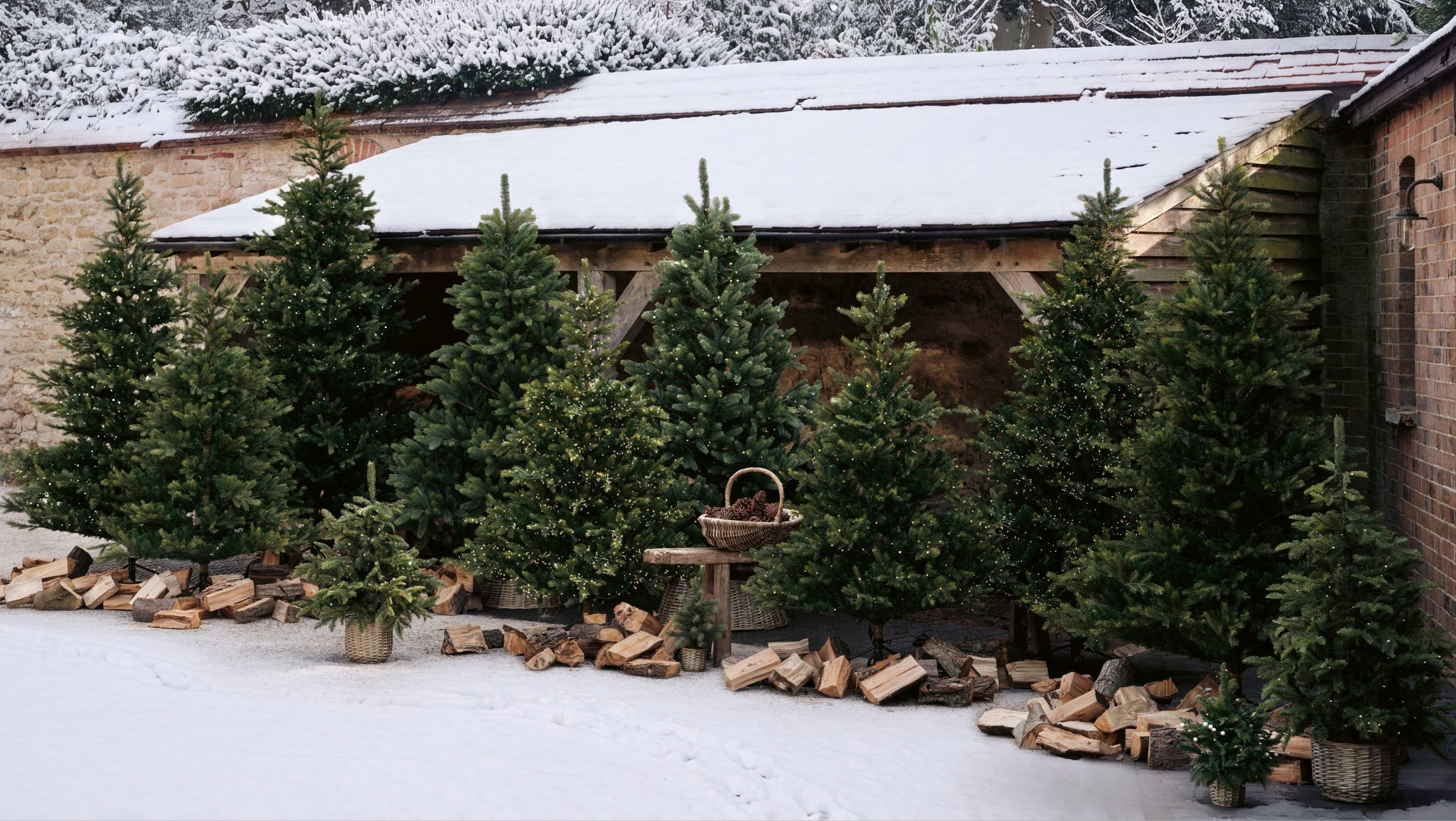 a row of small trees are in a snow covered yard