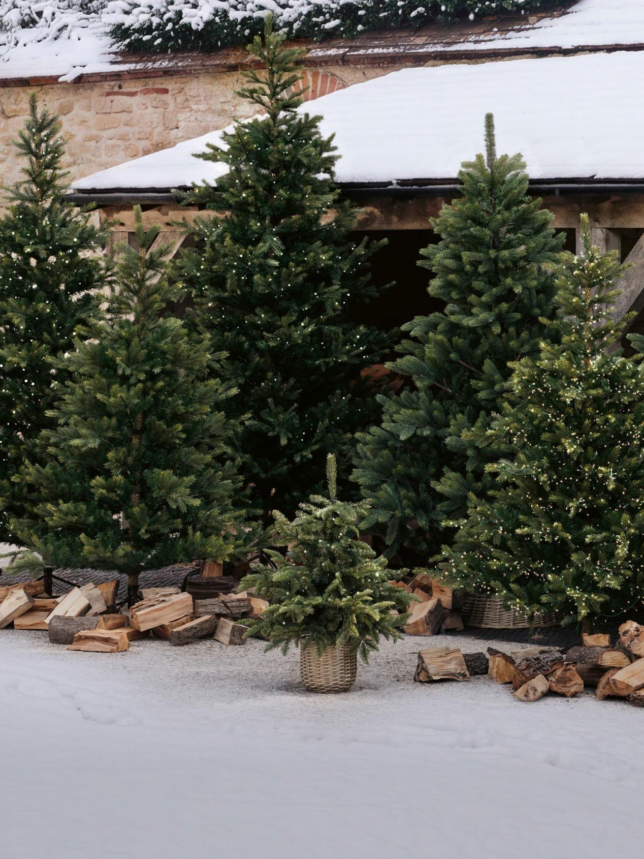 a group of small trees are sitting in front of a building