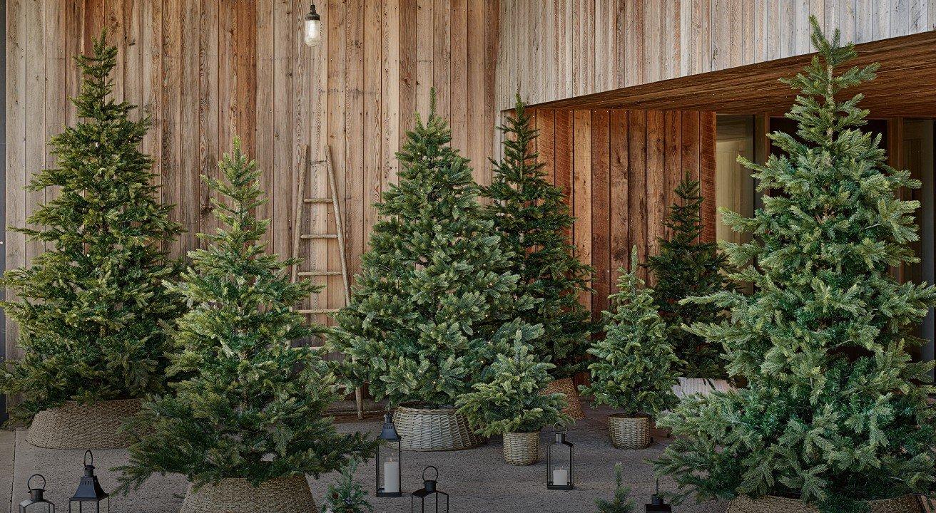 a group of small trees are in pots on a wooden deck